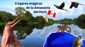 5 lugares navegar en la selva peruana amazonia